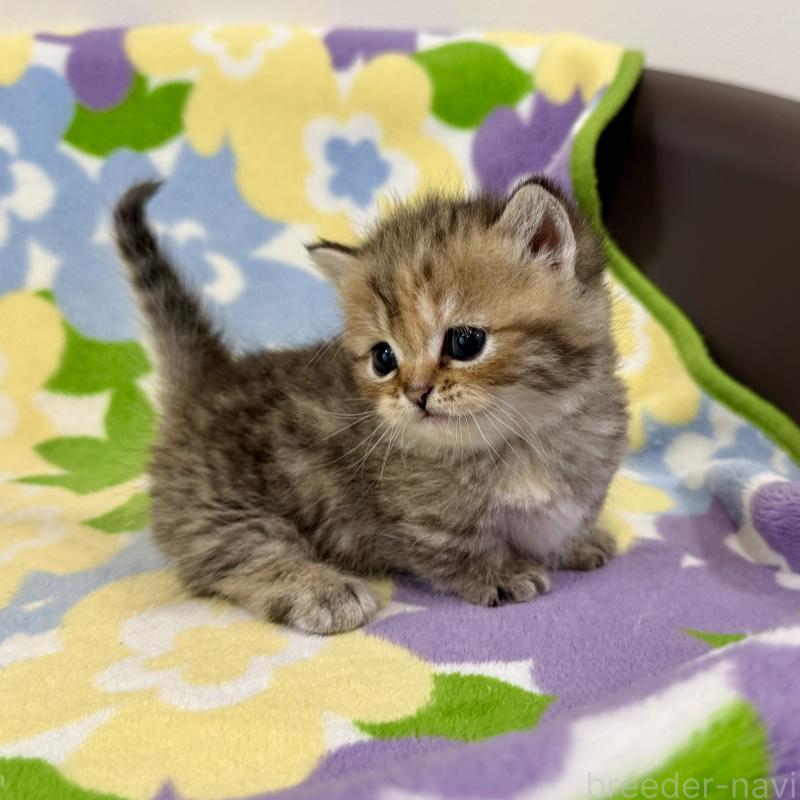 販売中の神奈川県のマンチカン-138809の2枚目