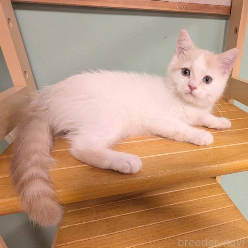 販売中の栃木県のミヌエット-138810の3枚目