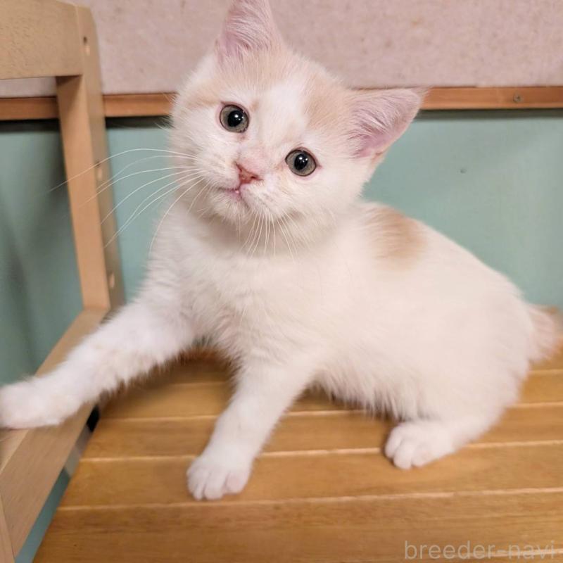 販売中の栃木県のミヌエット-138810の2枚目