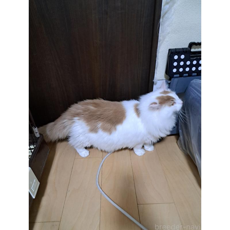 商談中の大阪府のメインクーン-126890の4枚目