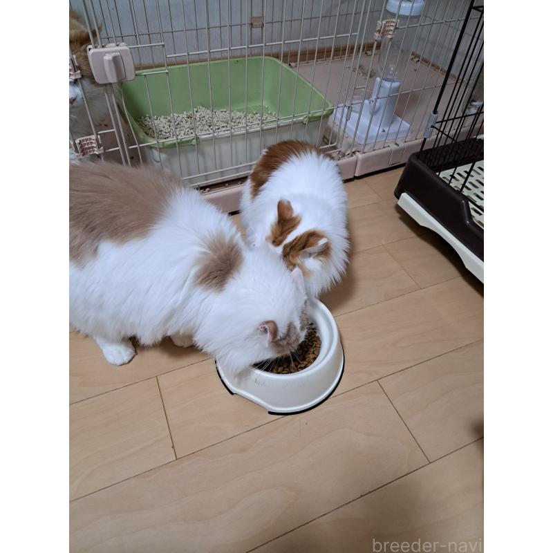 商談中の大阪府のメインクーン-126890の3枚目