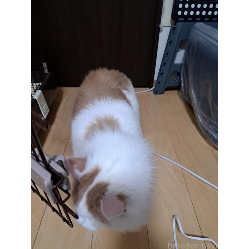 商談中の大阪府のメインクーン-126890の2枚目