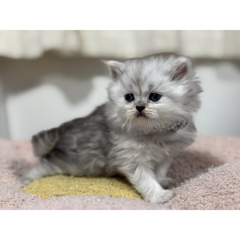 販売中の神奈川県のペルシャ(チンチラ)-138812の7枚目