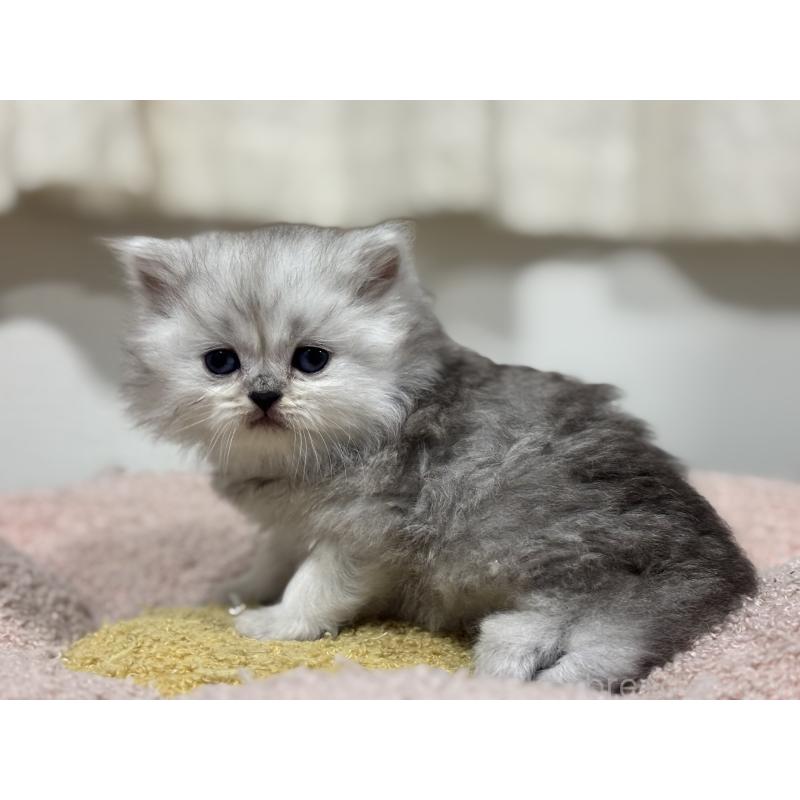 販売中の神奈川県のペルシャ(チンチラ)-138812の6枚目