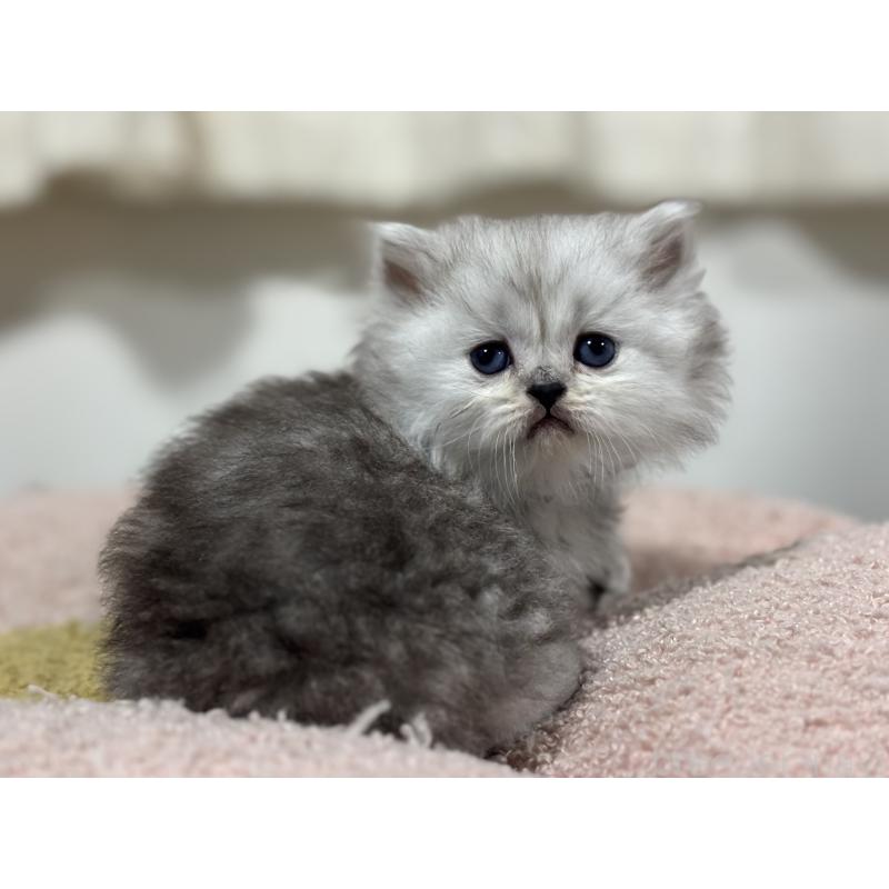 販売中の神奈川県のペルシャ(チンチラ)-138812の5枚目