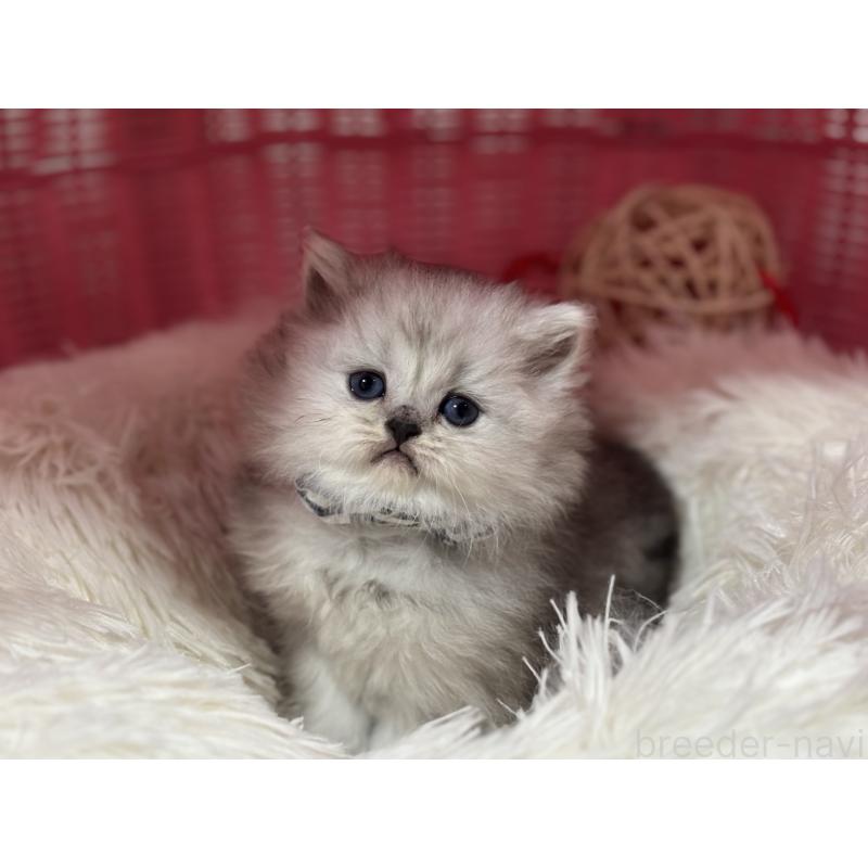 販売中の神奈川県のペルシャ(チンチラ)-138812の4枚目