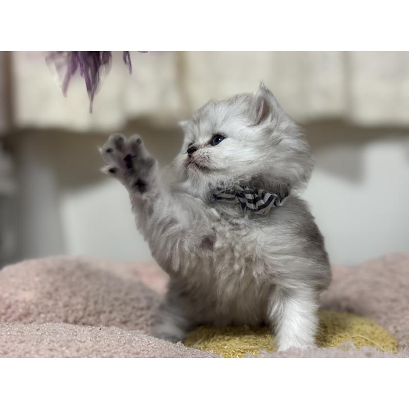 販売中の神奈川県のペルシャ(チンチラ)-138812の3枚目