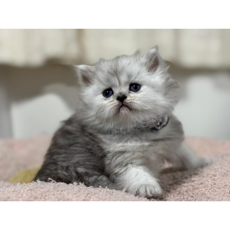 販売中の神奈川県のペルシャ(チンチラ)-138812の2枚目