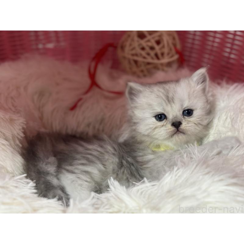 販売中の神奈川県のペルシャ(チンチラ)-138813の13枚目