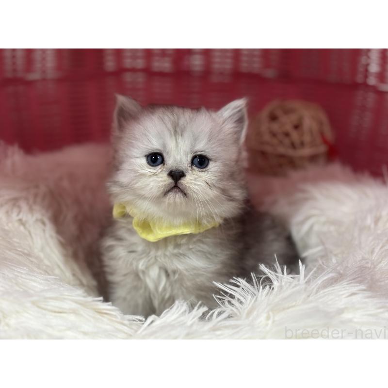 販売中の神奈川県のペルシャ(チンチラ)-138813の12枚目