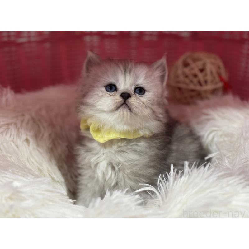 販売中の神奈川県のペルシャ(チンチラ)-138813の11枚目