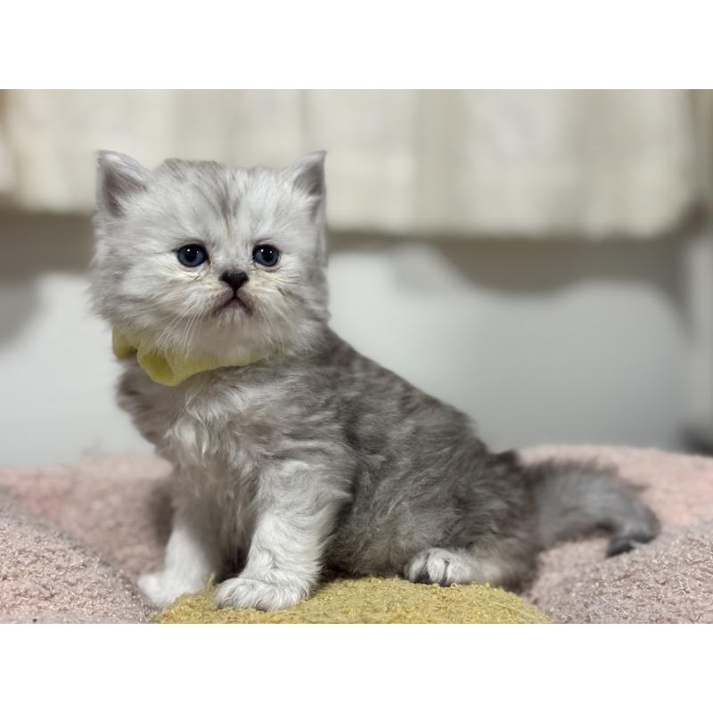 販売中の神奈川県のペルシャ(チンチラ)-138813の10枚目