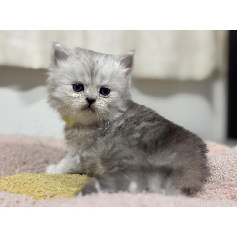 販売中の神奈川県のペルシャ(チンチラ)-138813の9枚目