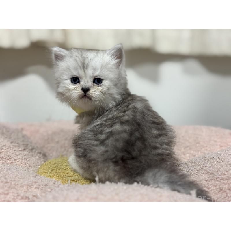 販売中の神奈川県のペルシャ(チンチラ)-138813の8枚目