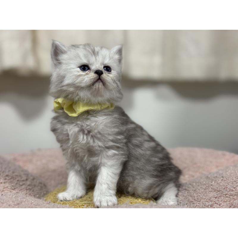 販売中の神奈川県のペルシャ(チンチラ)-138813の7枚目