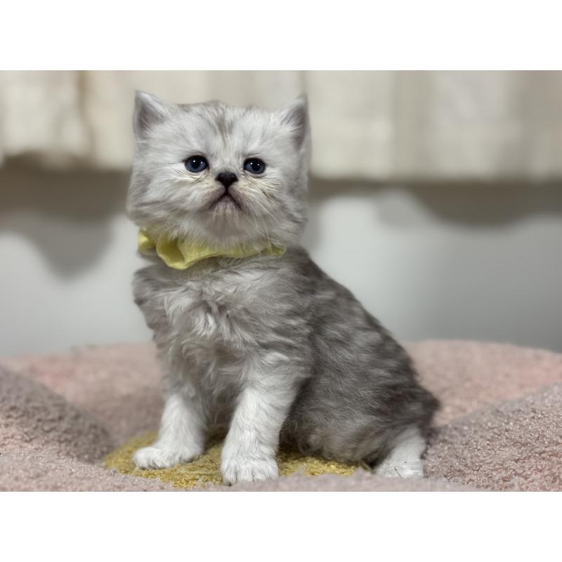 販売中の神奈川県のペルシャ(チンチラ)-138813の6枚目