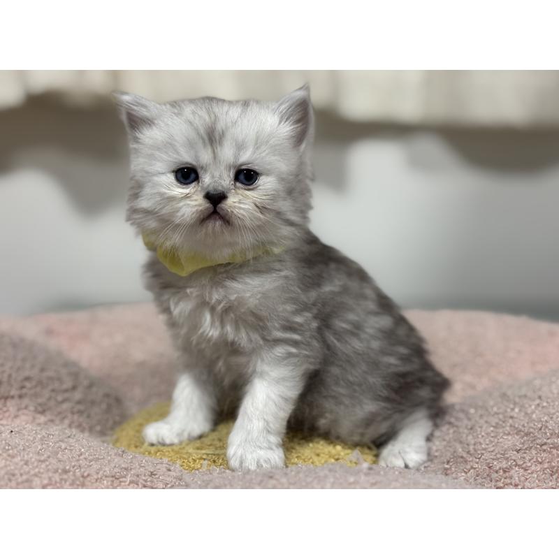 販売中の神奈川県のペルシャ(チンチラ)-138813の5枚目