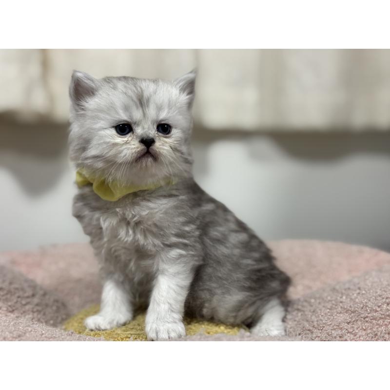 販売中の神奈川県のペルシャ(チンチラ)-138813の4枚目