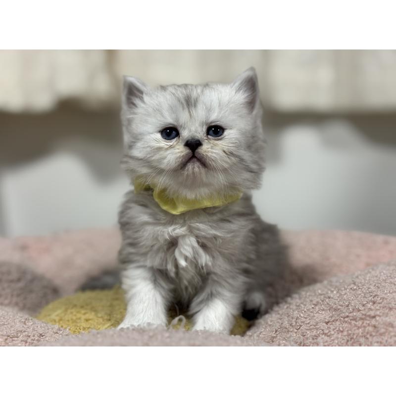 販売中の神奈川県のペルシャ(チンチラ)-138813の3枚目