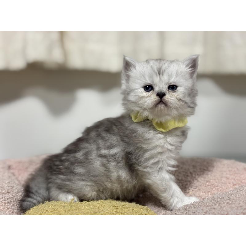 販売中の神奈川県のペルシャ(チンチラ)-138813の2枚目