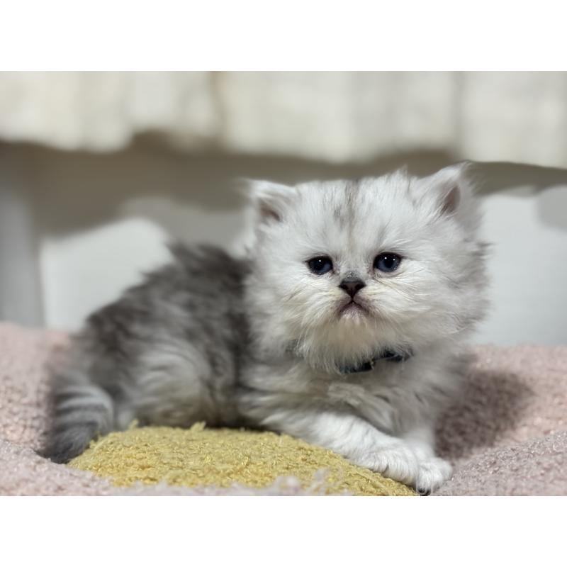 販売中の神奈川県のペルシャ(チンチラ)-138814の11枚目