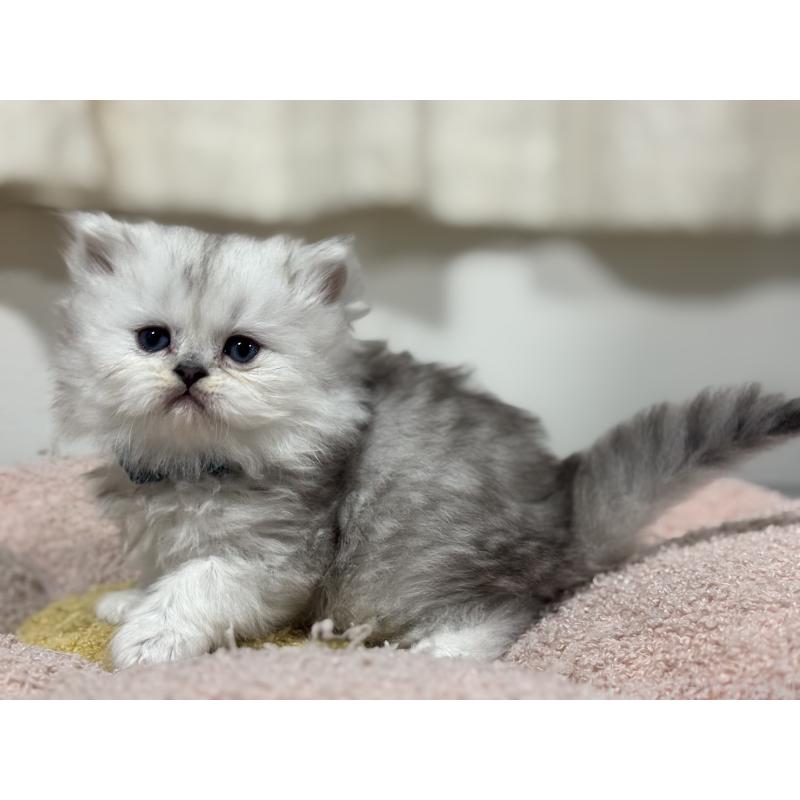 販売中の神奈川県のペルシャ(チンチラ)-138814の9枚目