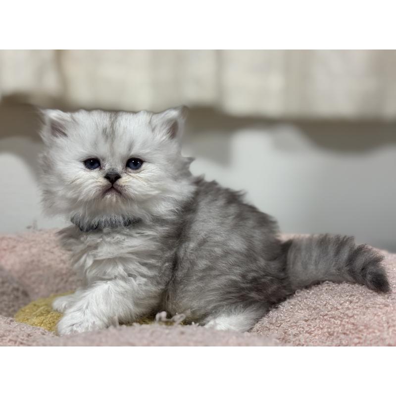 販売中の神奈川県のペルシャ(チンチラ)-138814の7枚目