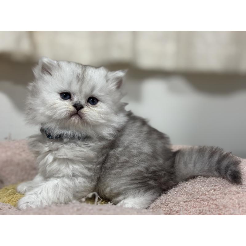 販売中の神奈川県のペルシャ(チンチラ)-138814の6枚目