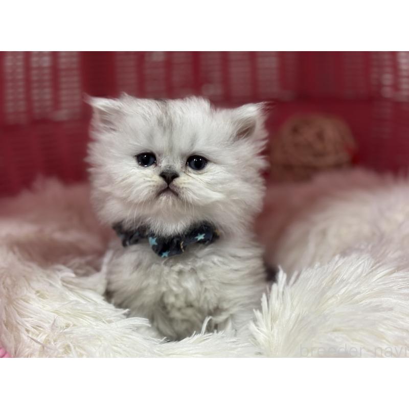 販売中の神奈川県のペルシャ(チンチラ)-138814の3枚目