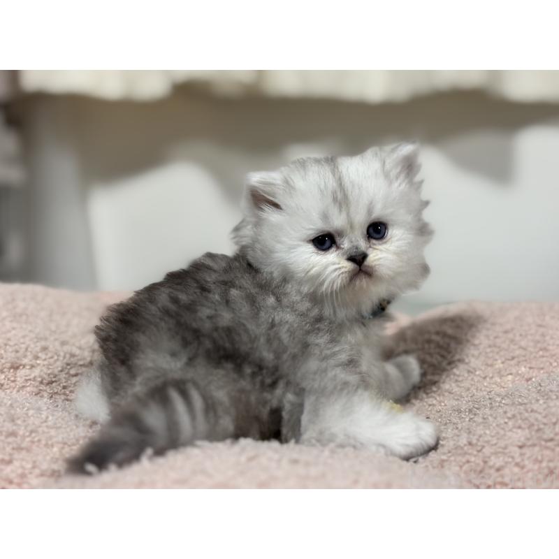 販売中の神奈川県のペルシャ(チンチラ)-138814の2枚目