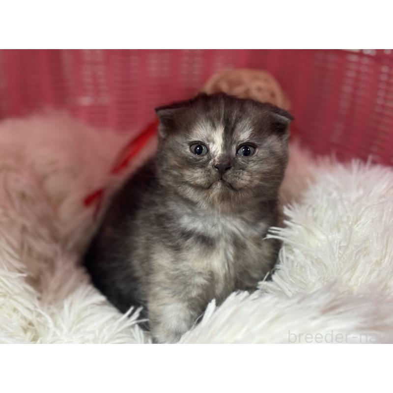 販売中の神奈川県のスコティッシュフォールド(折れ耳)-138815の10枚目