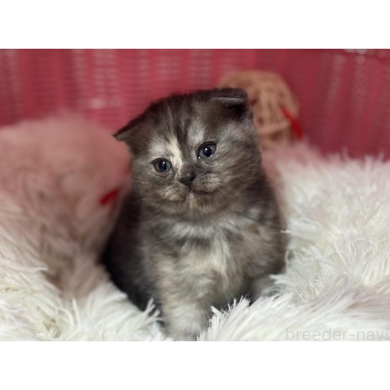 販売中の神奈川県のスコティッシュフォールド(折れ耳)-138815の9枚目