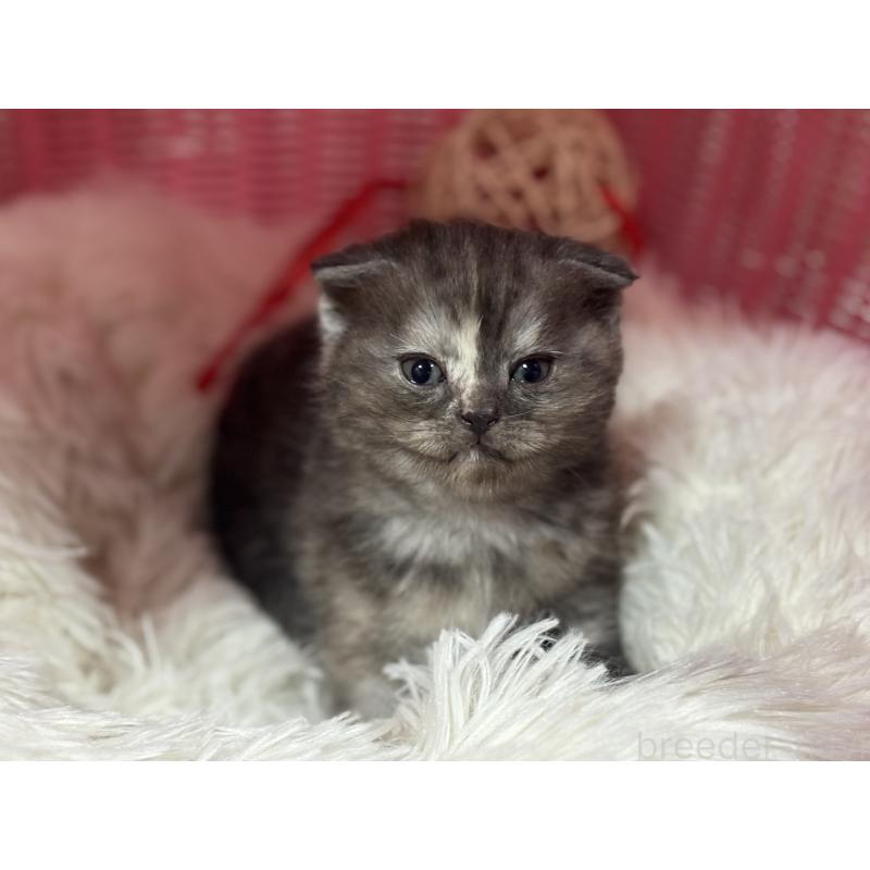 販売中の神奈川県のスコティッシュフォールド(折れ耳)-138815の8枚目