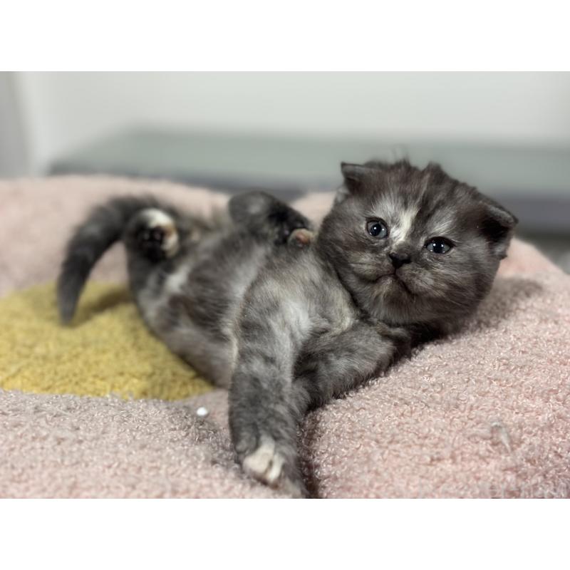 販売中の神奈川県のスコティッシュフォールド(折れ耳)-138815の7枚目