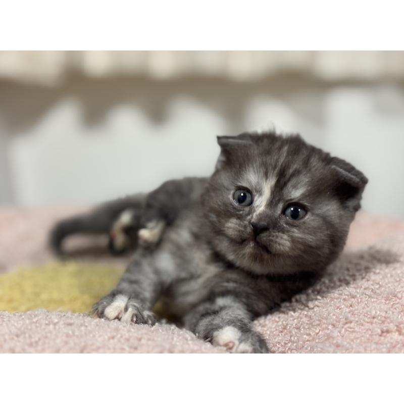 販売中の神奈川県のスコティッシュフォールド(折れ耳)-138815の5枚目