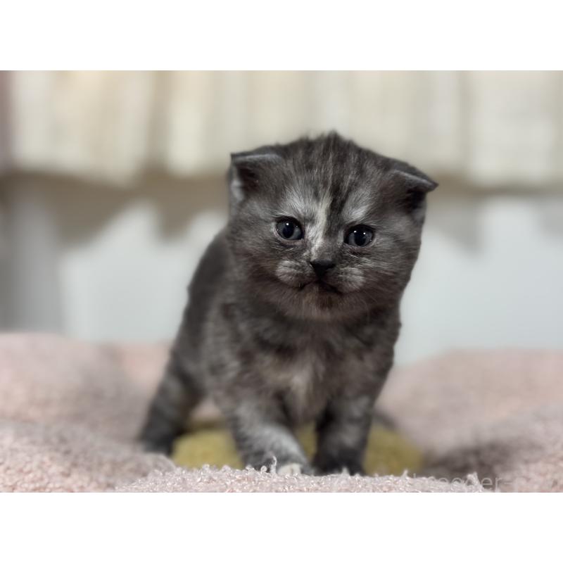 販売中の神奈川県のスコティッシュフォールド(折れ耳)-138815の4枚目