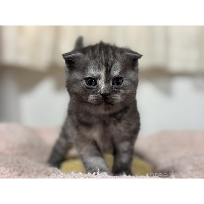 販売中の神奈川県のスコティッシュフォールド(折れ耳)-138815の3枚目