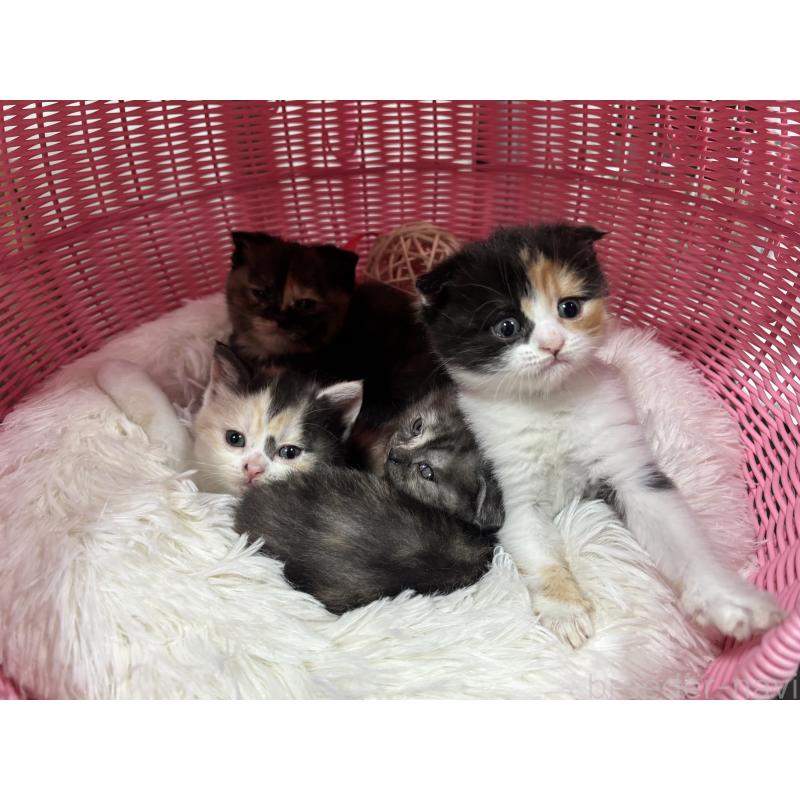 販売中の神奈川県のスコティッシュフォールド(折れ耳)-138815の2枚目