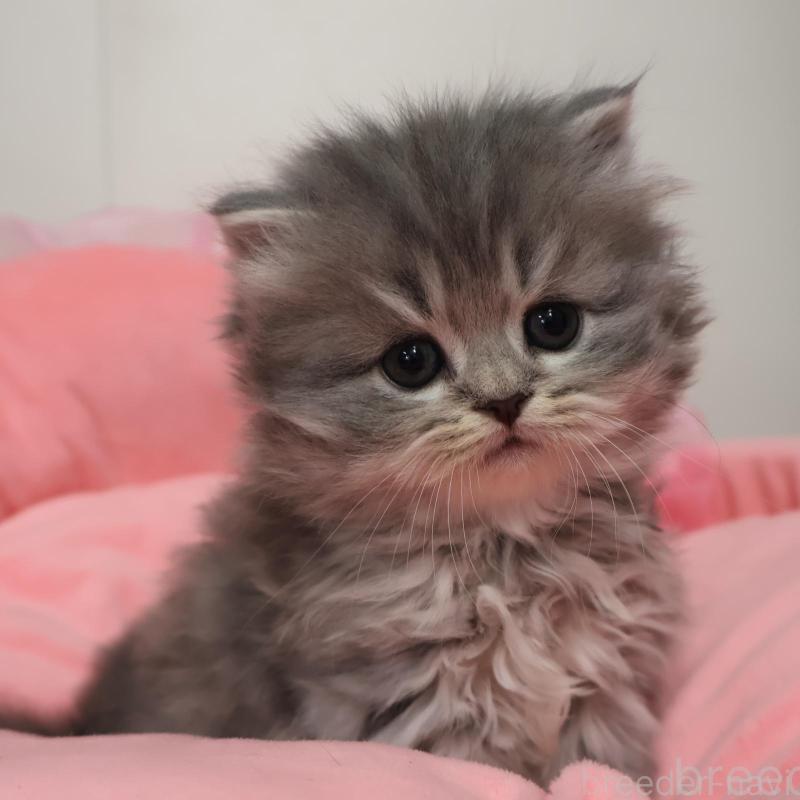 販売中の東京都のスコティッシュフォールド-138758の1枚目