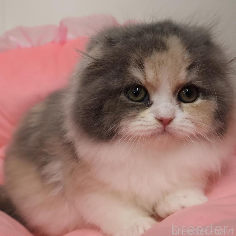 販売中の東京都のスコティッシュフォールド(折れ耳)-138759