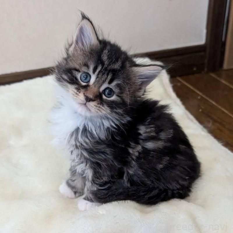 販売中の岡山県のメインクーン-138760の6枚目