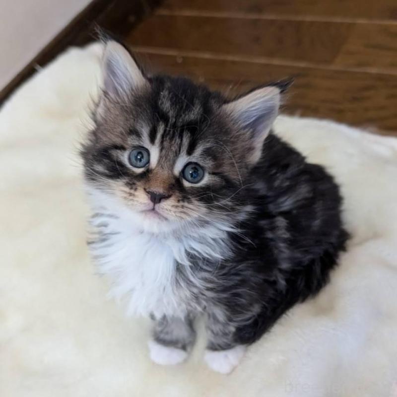 販売中の岡山県のメインクーン-138760