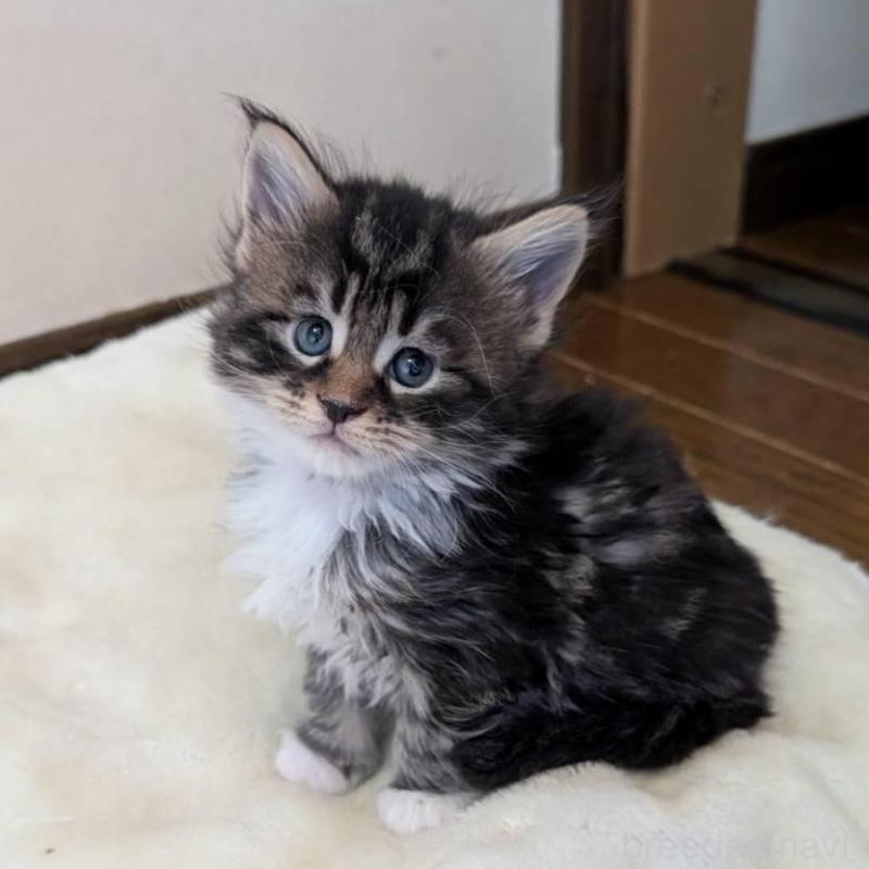 販売中の岡山県のメインクーン-138760の5枚目