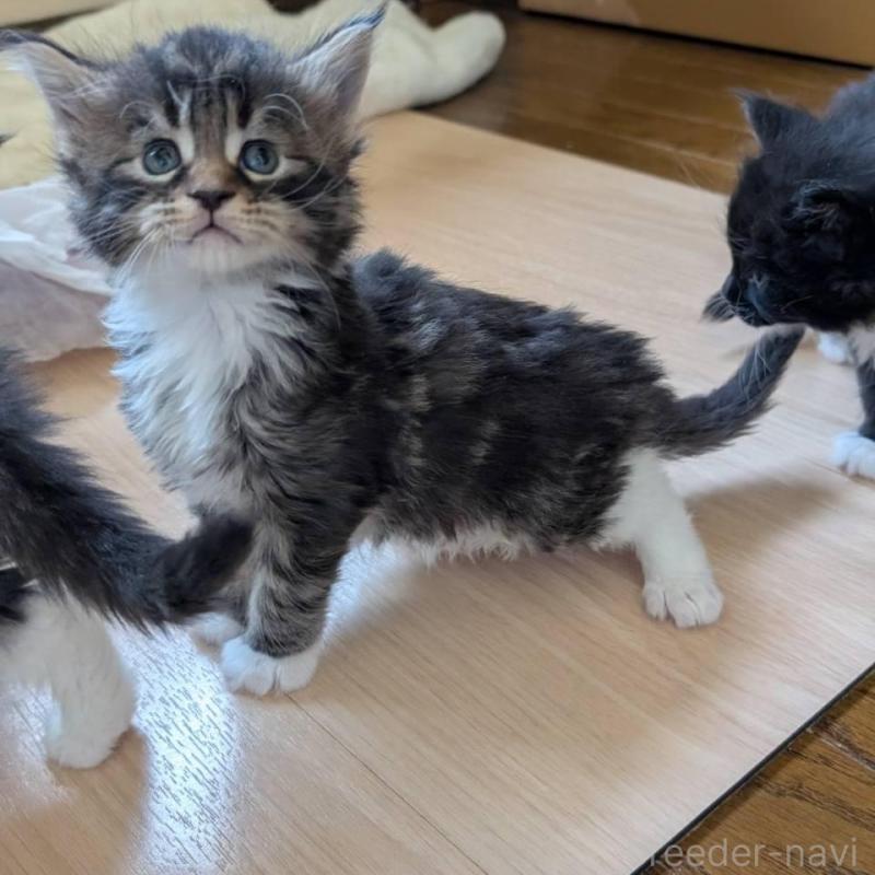 販売中の岡山県のメインクーン-138760の3枚目