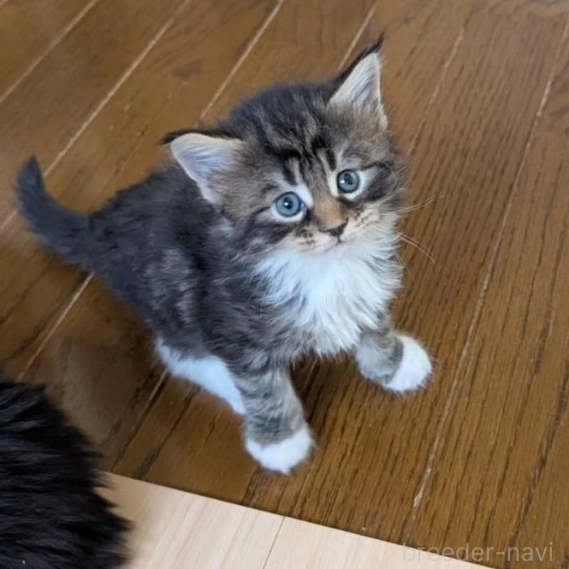 販売中の岡山県のメインクーン-138760の2枚目