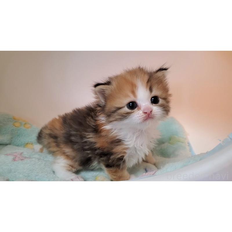 販売中の大阪府のミヌエット-138761の8枚目