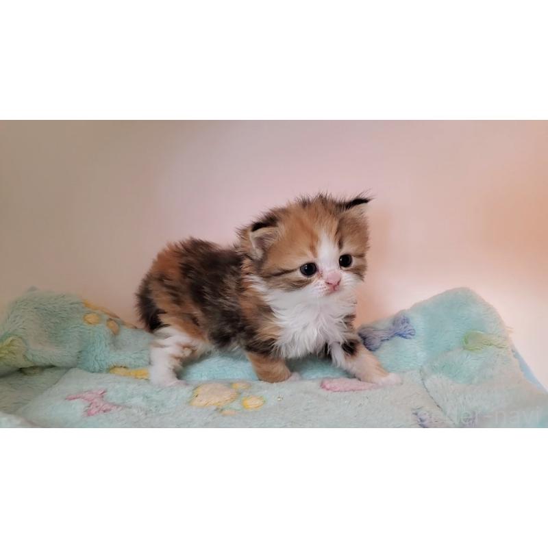 販売中の大阪府のミヌエット-138761の7枚目