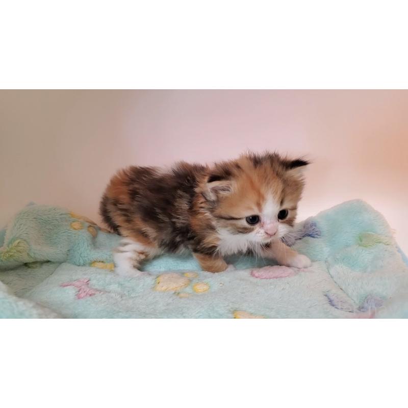 販売中の大阪府のミヌエット-138761の6枚目