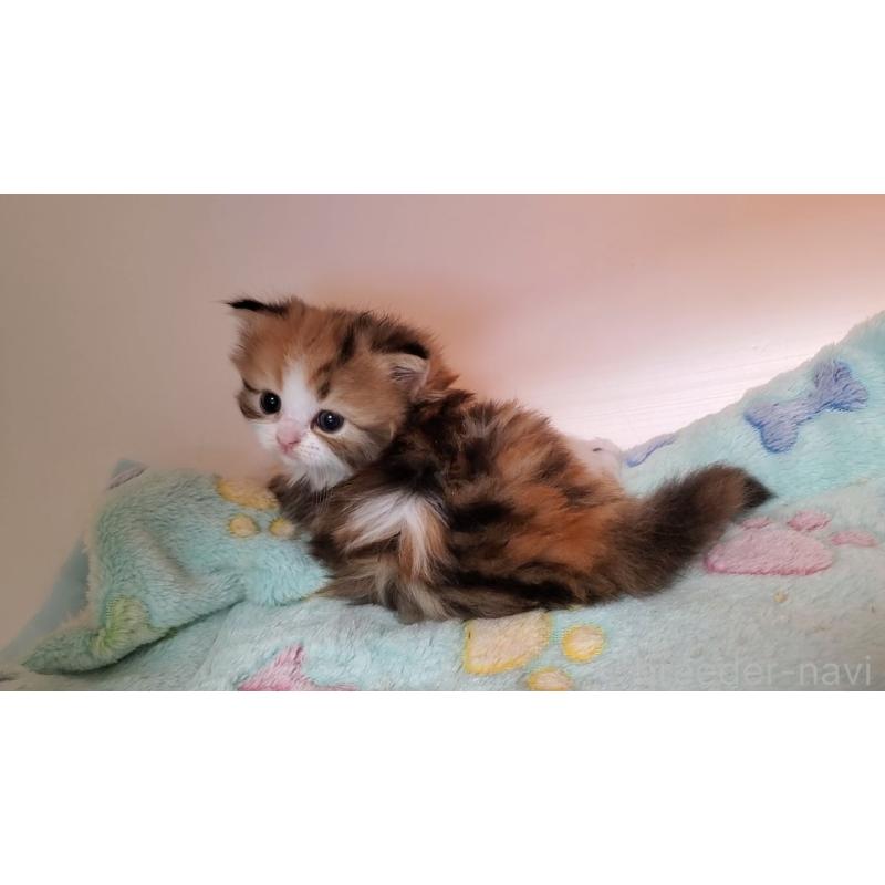 販売中の大阪府のミヌエット-138761の5枚目