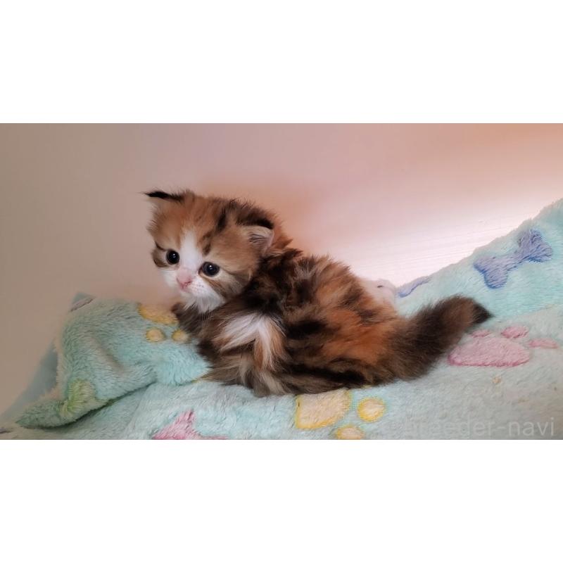 販売中の大阪府のミヌエット-138761の4枚目